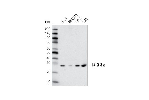 Western blot analysis of extracts from various cell types using 14-3-3 ε Antibody.