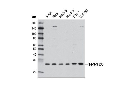 Western blot analysis of extracts from various cell lines using 14-3-3 ζ/δ (D7H5) Rabbit mAb.