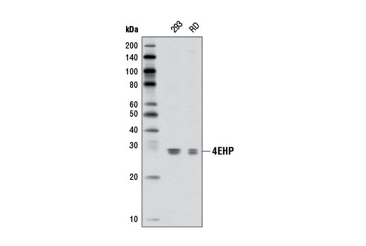 Western blot analysis of extracts from 293 and RD cells using 4EHP (D54C2) Rabbit mAb.