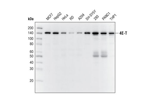 Western blot analysis of extracts from various cell lines, using 4E-T Antibody.