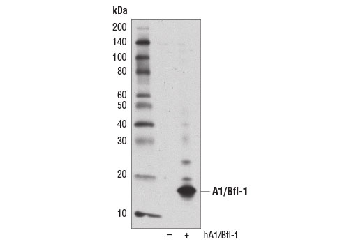 Western blot analysis of extracts from 293T cells, mock transfected (-) or transfected with a construct expressing full-length human A1/Bfl-1 protein (hA1/Bfl-1; +), using A1/Bfl-1 (D1A1C) Rabbit mAb.