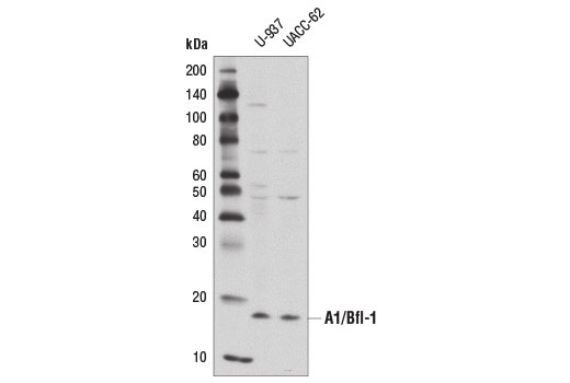 Western blot analysis of extracts from U-937 and UACC-62 cells using A1/Bfl-1 (D1A1C) Rabbit mAb.