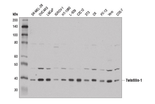 Western blot analysis of extracts from various cell lines using Twinfilin-1 (D7C6J) Rabbit mAb.