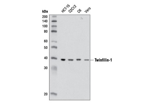 Western blot analysis of extracts from various cell lines using Twinfilin-1 Antibody.