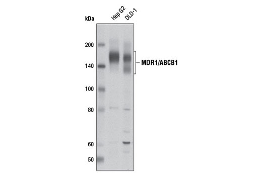 Western blot analysis of extracts from Hep G2 and DLD-1 cells using MDR1/ABCB1 (D3H1Q) Rabbit mAb.