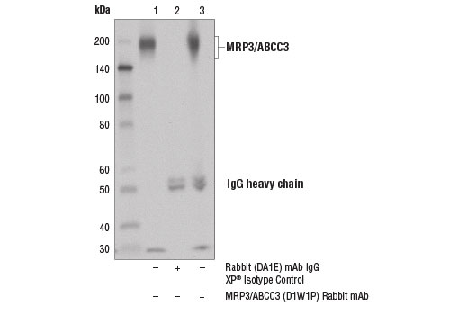 Immunoprecipitation of MRP3/ABCC3 from Hep G2 cell extracts using Rabbit (DA1E) mAb IgG XP ® Isotype Control #3900 (lane 2) or MRP3/ABCC3 (D1W1P) Rabbit mAb (lane 3). Lane 1 is 10% input. Western blot analysis was performed using MRP3/ABCC3 (D1W1P) Rabbit mAb.