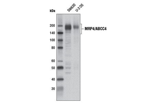 Western blot analysis of extracts from SW620 and U-2 OS cells using ABCC4 (D2Q2O) Rabbit mAb