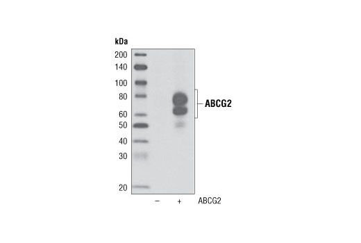 Western blot analysis of extracts from COS-7 cells, mock transfected (-) or transfected with a construct overexpressing human ABCG2 (+), using ABCG2 Antibody.