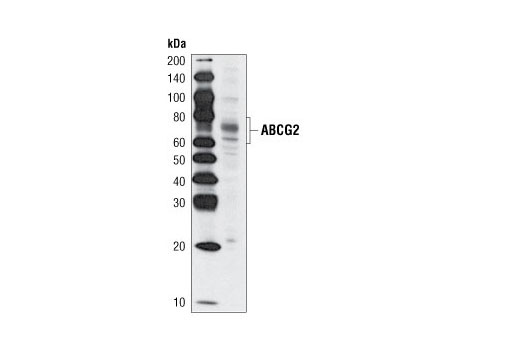 Western blot analysis of extracts from RPMI 8226 cells using ABCG2 Antibody.