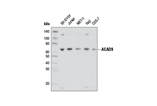 Western blot analysis of extracts from various cell lines using ACAD9 Antibody.