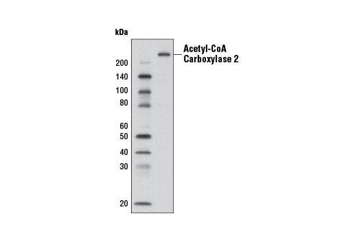 Western blot analysis of extracts from human adipocytes using Acetyl-CoA Carboxylase 2 (D5B9) Rabbit mAb.