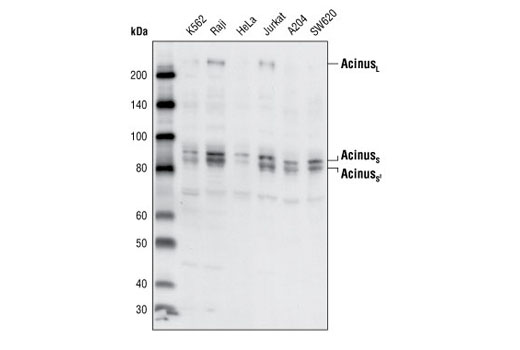Western blot analysis of extracts from various cell lines, using Acinus Antibody.