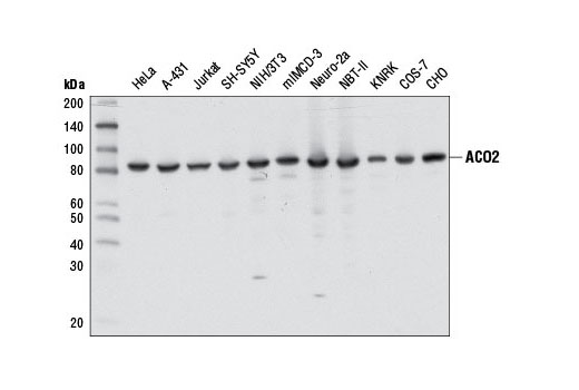 Western blot analysis of extracts from various cell lines using ACO2 (D6D9) XP ® Rabbit mAb.