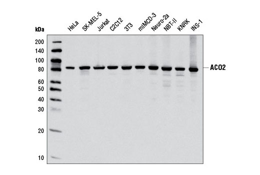 Western blot analysis of extracts from various cell lines using ACO2 Antibody.