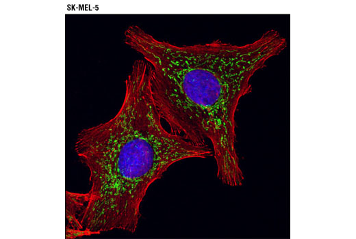 Confocal immunofluorescent analysis of SK-MEL-5 cells using ACO2 Antibody (green). Actin filaments were labeled using DY-554 Phalloidin (red). Blue pseudocolor = DRAQ5 ® #4084 (fluorescent DNA dye).