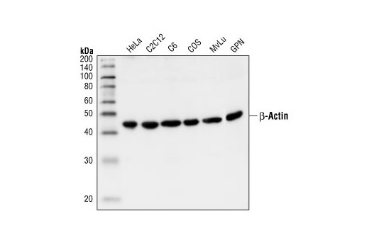 Western blot analysis of extracts from HeLa, C2C12, C6, COS, MvLu cells and guinea pig neutrophils (GPN), using β-Actin Antibody.