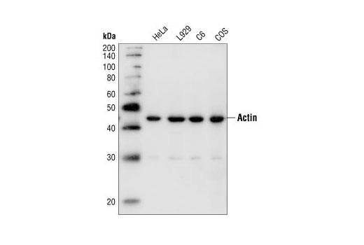 Western blot analysis of extracts from HeLa, L929, C6 and COS cells, using Pan-Actin Antibody.