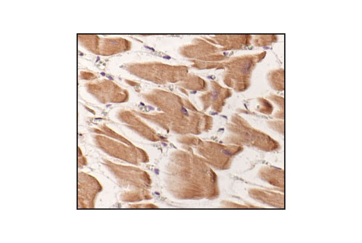 Immunohistochemical analysis of paraffin-embedded human heart, using Pan-Actin Antibody.
