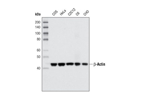 Western blot analysis of extracts from various cell types using β-Actin (8H10D10) Mouse mAb.