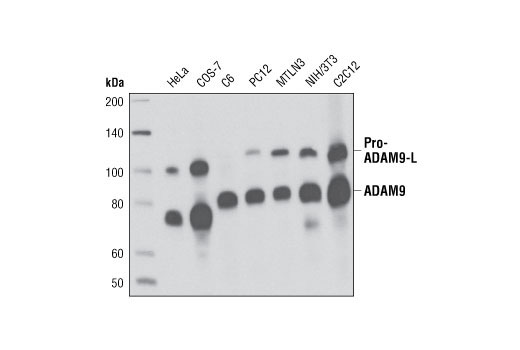 Western blot analysis of extracts from various cell types using ADAM9 (D64B5) Rabbit mAb.