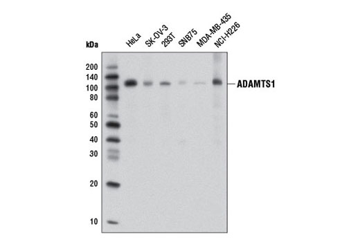 Western blot analysis of extracts from various cell lines using ADAMTS1 (D5G4Z) Rabbit mAb.