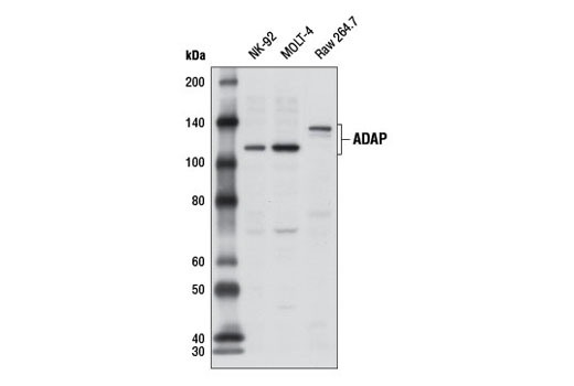 Western blot analysis of extracts from NK-92, MOLT-4, and Raw 264.7 cells using ADAP Antibody.