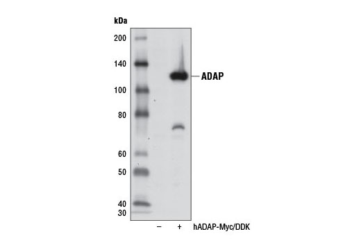 Western blot analysis of extracts from 293T cells, mock transfected (-) or transfected with a construct expressing Myc/DDK-tagged full-length human ADAP (hADAP-Myc/DDK; +), using ADAP Antibody.