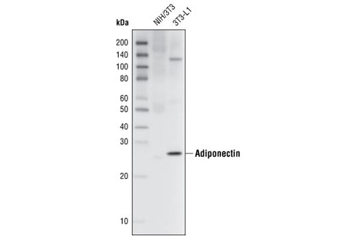 Western blot analysis of extracts from NIH/3T3 and 3T3-L1 cells using Adiponectin (C45B10) Rabbit mAb.