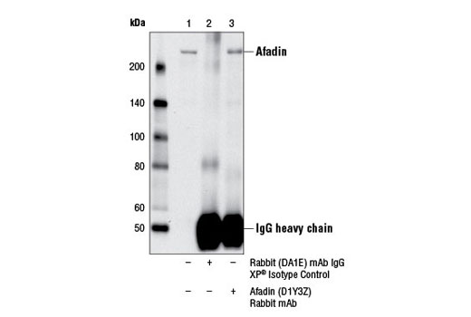 Immunoprecipitation of afadin from A-431 cell extracts using Rabbit (DA1E) mAb IgG XP ® Isotype Control #3900 (lane 2) or Afadin (D1Y3Z) Rabbit mAb (lane 3). Lane 1 is 10% input. Western blot was performed using Afadin (D1Y3Z) Rabbit mAb.