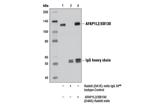 Immunoprecipitation of AFAP1L2/XB130 from A-431 cell extracts using Rabbit (DA1E) mAb IgG XP ® Isotype Control #3900 (lane 2) or AFAP1L2/XB130 (D4A5) Rabbit mAb (lane 3). Lane 1 is 10% input. Western blot was performed using AFAP1L2/XB130 (D4A5) Rabbit mAb.