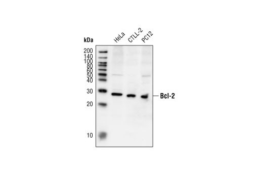 Western blot analysis of extracts from HeLa (human), CTLL-2 (mouse), and PC12 (rat) cells, using Bcl-2 Antibody.