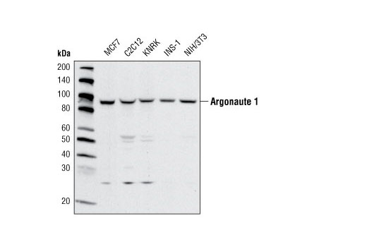Western blot analysis of extracts from various cell lines using Argonaute 1 Antibody.