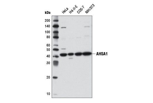 Western blot analysis of extracts from various cell lines using AHSA1 Antibody.