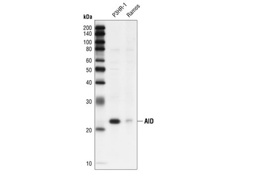 Western blot analysis of extracts from P3HR-1 and Ramos cells using AID (L7E7) Mouse mAb.