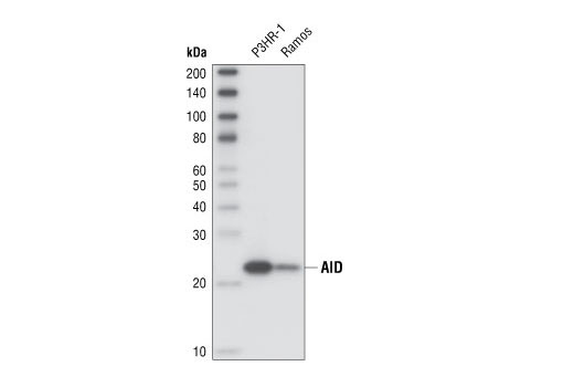 Western blot analysis of total cell lysates from P3HR-1 and Ramos cells using AID (EK2 5G9) Rat mAb.