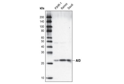 Western blot analysis of extracts from various cell types using AID (30F12) Rabbit mAb.