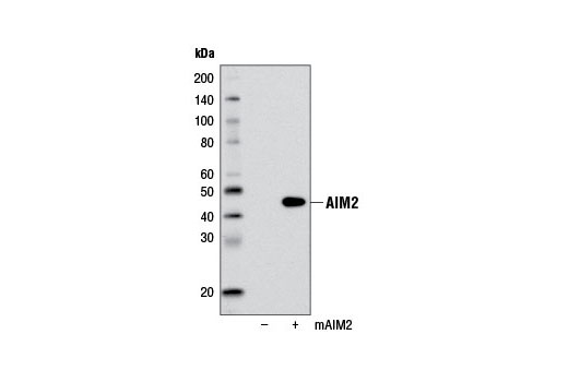 Western blot analysis of extracts from COS-7 cells, mock transfected (-) or transfected with a construct expressing mouse AIM2 (mAIM2; +), using AIM2 Antibody (Mouse Specific).