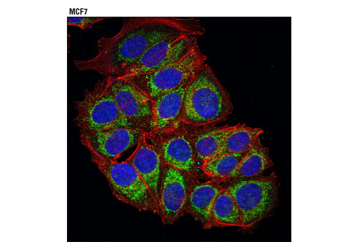 Confocal immunofluorescent analysis of MCF7 cells using AKAP1 (D9C5) XP ® Rabbit mAb (green) and β-Actin (8H10D10) Mouse mAb #3700 (red). Blue pseudocolor = DRAQ5 ® #4084 (fluorescent DNA dye).
