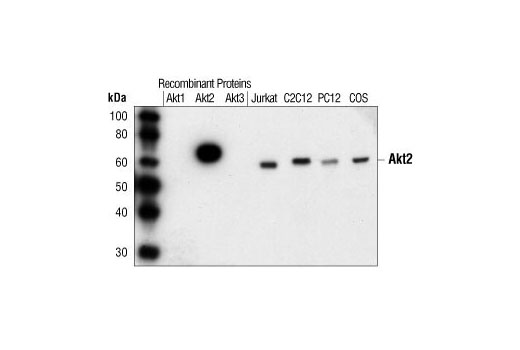 Western blot analysis of Akt1, Akt2 and Akt3 recombinant proteins, and extracts from Jurkat, C2C12, PC12 and COS cells, using Akt2 (5B5) Rabbit mAb.