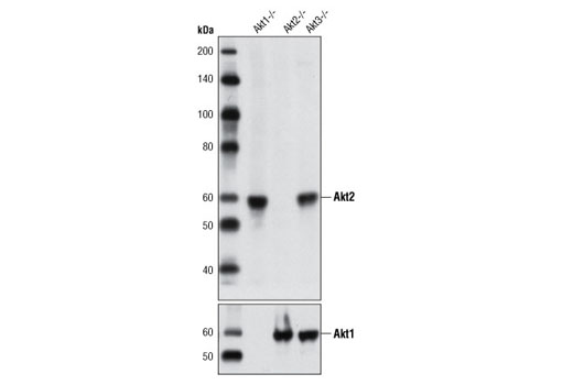 Western blot analysis of extracts from Akt1, Akt2 or Akt3 -/- mouse embryonic fibroblasts using Akt2 (L79B2) Mouse mAb (upper) and Akt1 (C73H10) Rabbit mAb #2938 (lower).