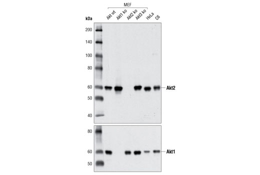 Western blot analysis of extracts from various cell lines using Akt2 (D6G4) Rabbit mAb (upper) and Akt1 (C73H10) Rabbit mAb #2938 (lower).
