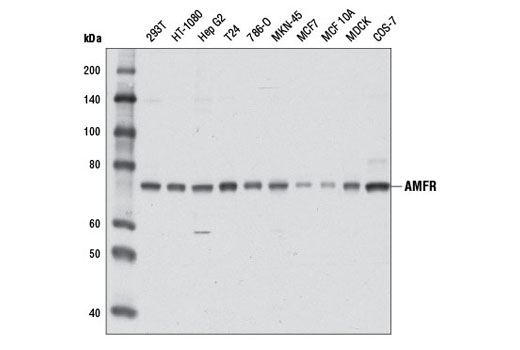 Western blot analysis of extracts from various cell lines using AMFR Antibody.