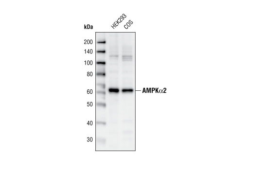 Western blot analysis of extracts from HEK293 and COS cells, using AMPKα2 Antibody.