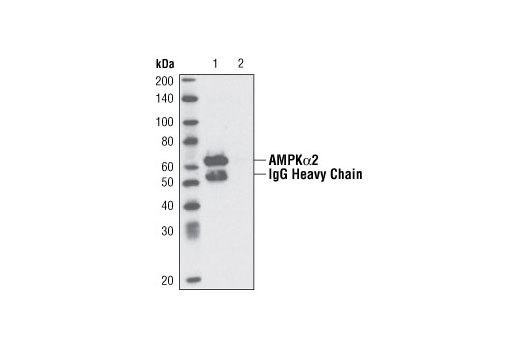 Immunprecipitation of AMPK alpha 2 from 293 cell extracts using AMPK alpha 2 antibody (Lane 1). Lane 2: No antibody control.