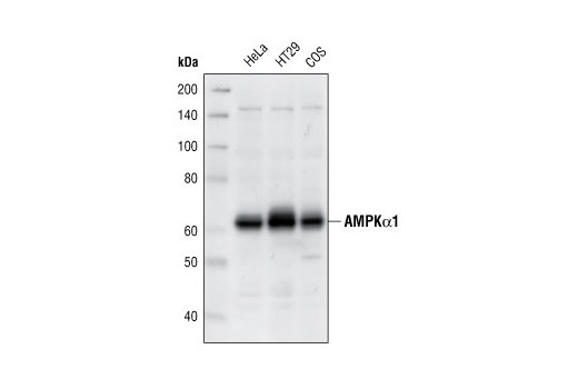 Western blot analysis of extracts from HeLa, HT29 and COS cells, using AMPKα1 Antibody.