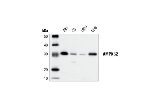 Western blot analysis of extracts from 293, C6, L929 and COS cells, using AMPKβ2 Antibody.