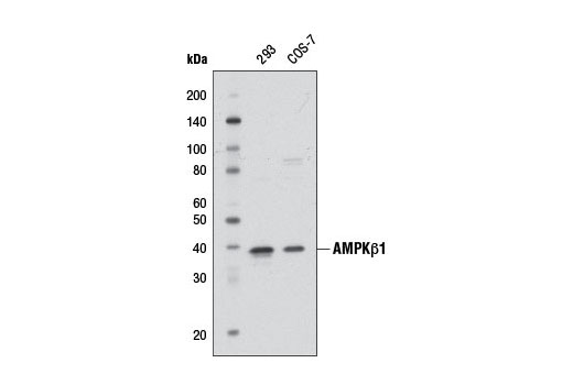 Western blot analysis of extracts from 293 and COS-7 cells using AMPKβ1 Antibody.