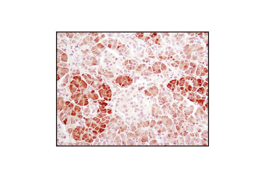Immunohistochemical analysis of paraffin-embedded human pancreas using α-Amylase (D55H10) XP ® Rabbit mAb.