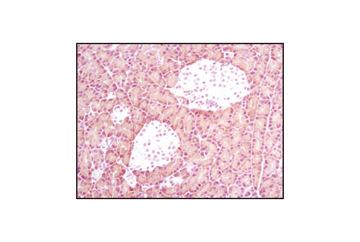 Immunohistochemical analysis of paraffin-embedded rat pancreas using α-Amylase (D55H10) XP ® Rabbit mAb.