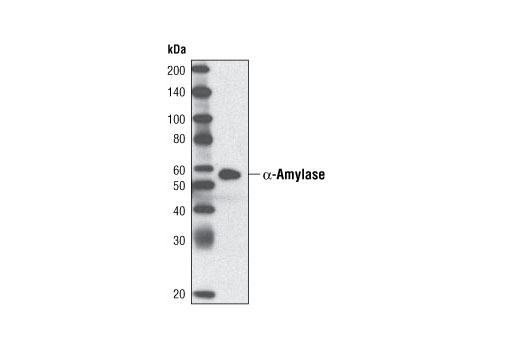 Western blot analysis of extracts from AR42J cells using α-Amylase Antibody.